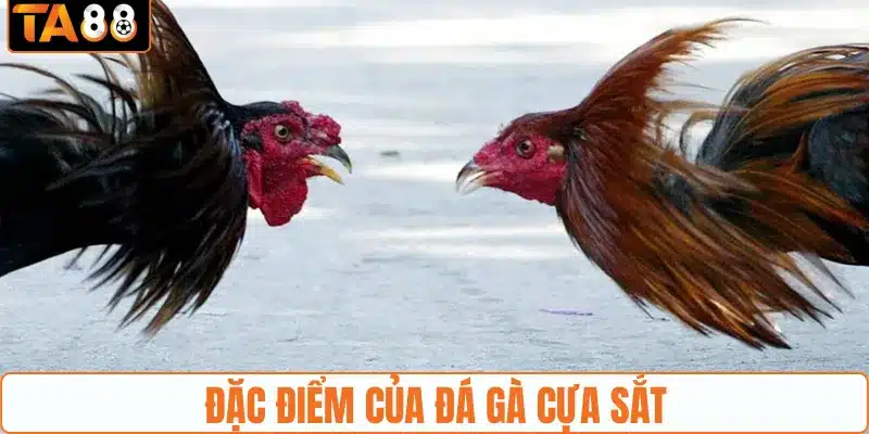 Đặc điểm nổi bật của thể loại đá gà cựa sắt